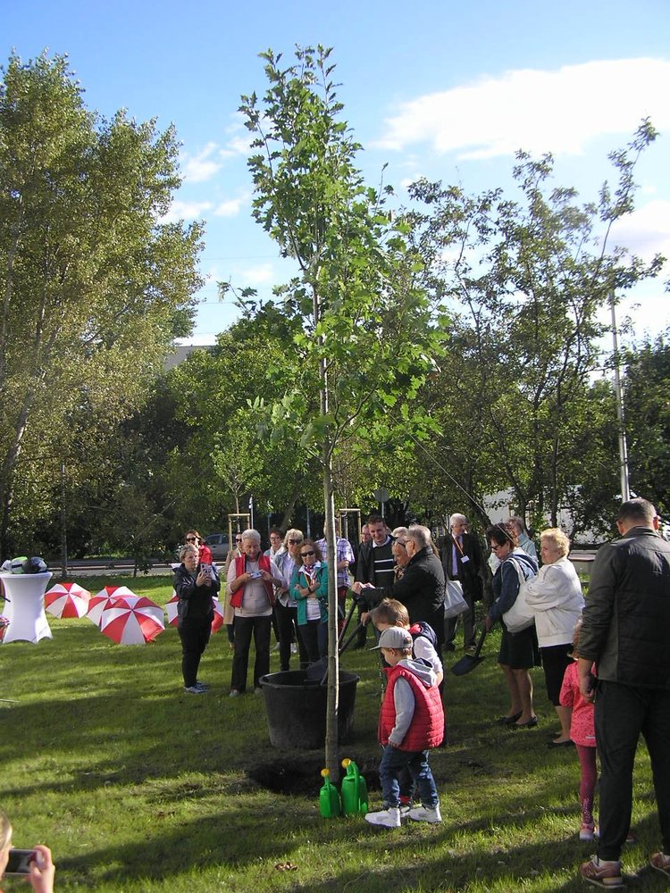 Nowaka-Jeziorańskiego 24 Dąb Dar Mieszkańców