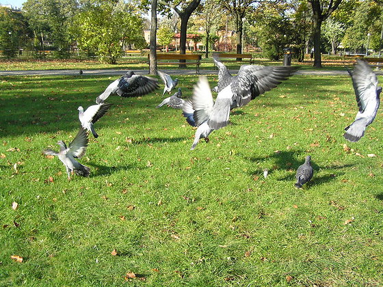 Park im. Obwodu Praga Armii Krajowej