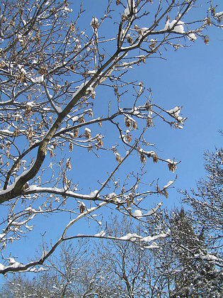 Pożegnanie zimy w Parku Skaryszewskim