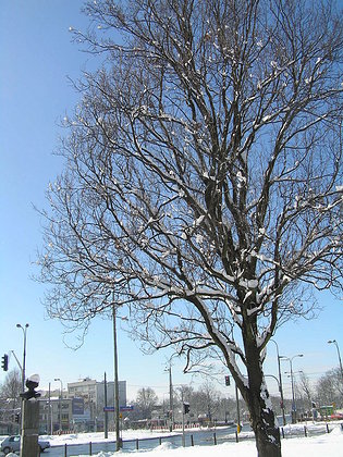 Pożegnanie zimy w Parku Skaryszewskim