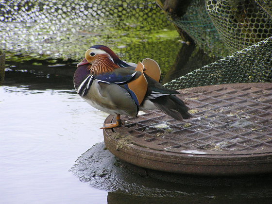 Wiosna w Parku Skaryszewskim