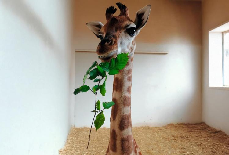 Żyrafa Rothschilda. Fot. Karolina Hryciuk.jpg