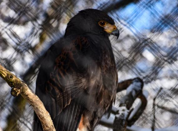 Myszołowce zyskają nowoczesną przestrzeń. Inwestycja rusza