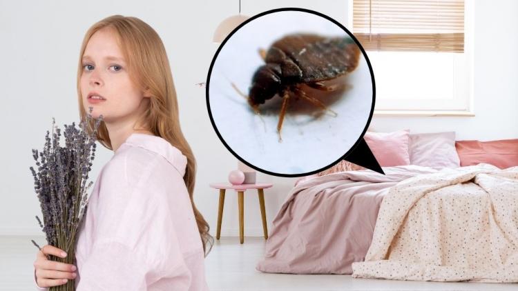 zwalczanie pluskiew warszawa