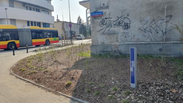 Grochów z nową zielenią. Sześć lokalizacji z nasadzeniami w ramach Budżetu Obywatelskiego