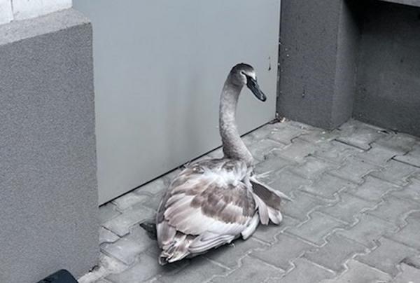Łabędź uderzył w budynek przy ul. Zamoyskiego. Trafił pod opiekę specjalistów