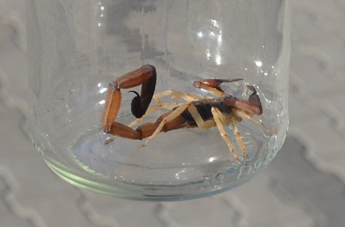 Skorpion znaleziony w przesyłce, fot. Straż Miejska