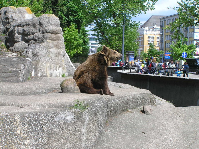 Wybieg dla niedźwiedzi na Pradze