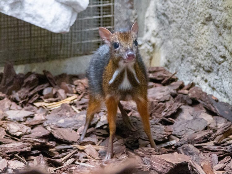 fot. Aleksandrovich Demid Warszawskie ZOO