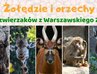 Trwa zbiórka orzechów i żołędzi w Warszawskim ZOO