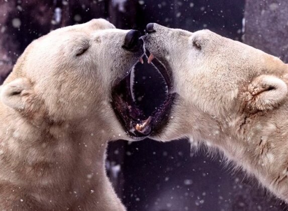 13. rodziny niedźwiedzi polarnych, Gregora i Aleuta title=