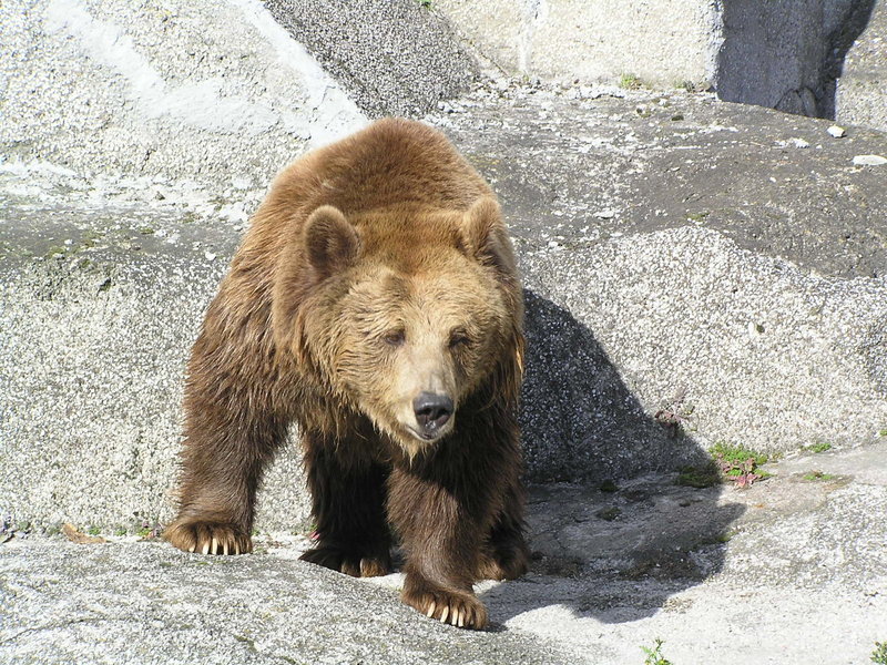 Wybieg niedźwiedzi brunatnych na Pradze