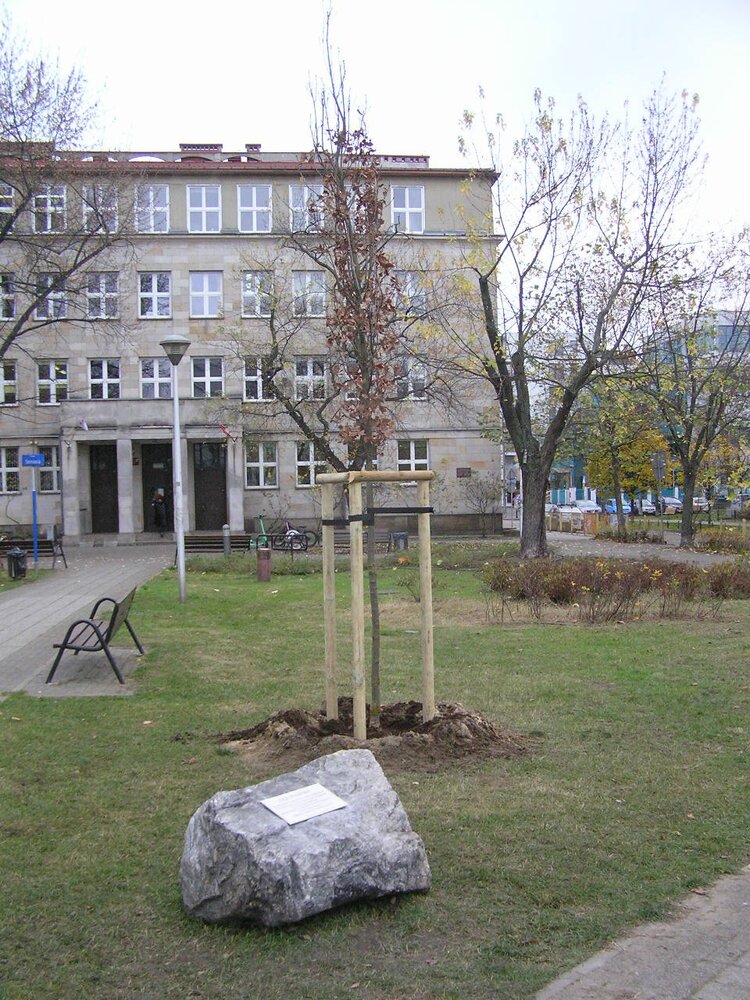 Dąb Seniora na Skwerze Seniora w&nbsp;Warszawie